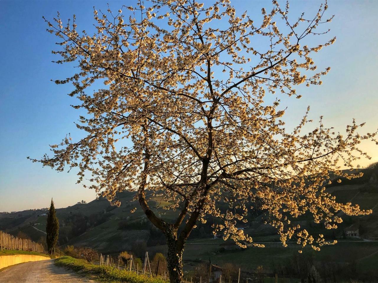 Panoramic Garassino - Country And Fine Restaurant Treiso